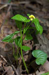 Downy yellow violet